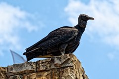 Coragyps atratus foetens