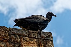 Coragyps atratus foetens