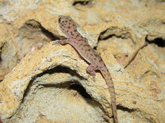 Gehyra kimberleyi