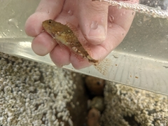 Myoxocephalus aenaeus