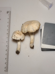 Cuphophyllus angustifolius