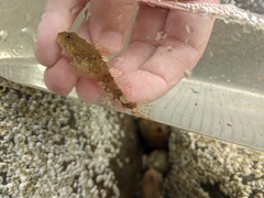 Myoxocephalus aenaeus