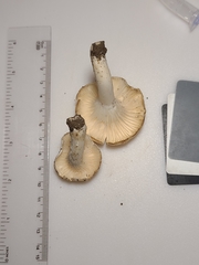 Cuphophyllus angustifolius