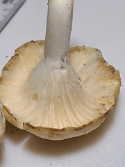 Cuphophyllus angustifolius