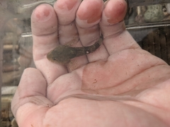 Myoxocephalus aenaeus