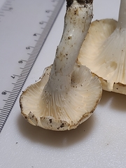 Cuphophyllus angustifolius