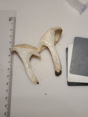 Cuphophyllus angustifolius