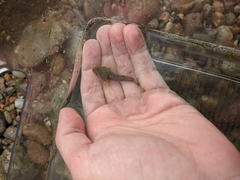 Myoxocephalus aenaeus