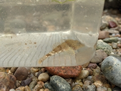 Myoxocephalus aenaeus