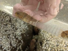 Myoxocephalus aenaeus