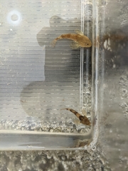 Myoxocephalus aenaeus