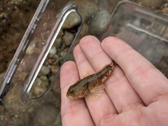 Myoxocephalus aenaeus