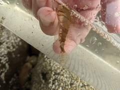 Myoxocephalus aenaeus