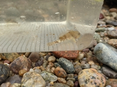 Myoxocephalus aenaeus