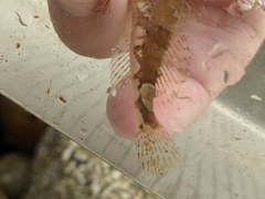 Myoxocephalus aenaeus