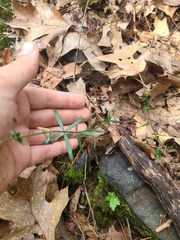 Galium uniflorum