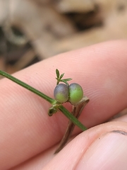 Galium uniflorum