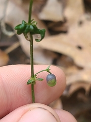 Galium uniflorum