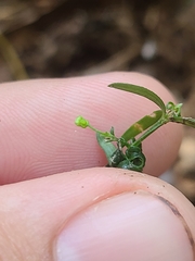 Galium uniflorum