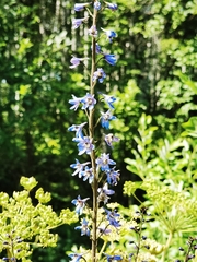 Delphinium elatum