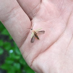 Photinus marginellus