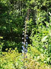 Delphinium elatum
