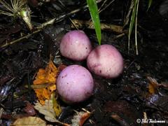 Cortinarius lebre