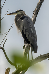 Ardea herodias