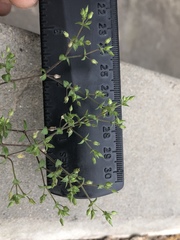 Arenaria serpyllifolia