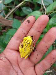 Dendropsophus triangulum
