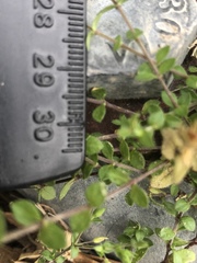 Arenaria serpyllifolia