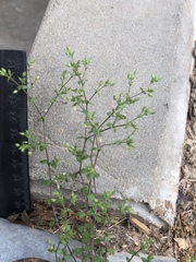 Arenaria serpyllifolia