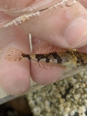 Myoxocephalus aenaeus