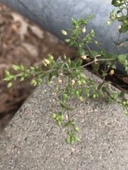 Arenaria serpyllifolia