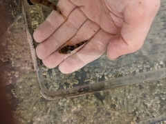 Myoxocephalus aenaeus