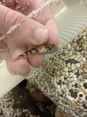 Myoxocephalus aenaeus