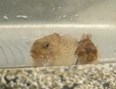 Myoxocephalus aenaeus