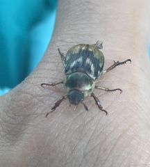 Exomala orientalis