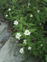 Lantana canescens