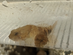 Myoxocephalus aenaeus