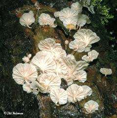 Marasmiellus alliiodorus