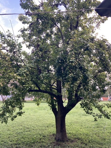 Pyrus communis iNat (3)