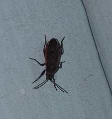 Melacoryphus lateralis