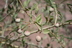 Capparis sepiaria