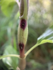 Neolasioptera perfoliata