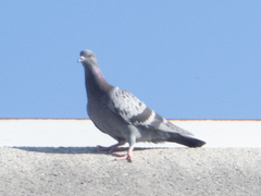 Columba livia domestica