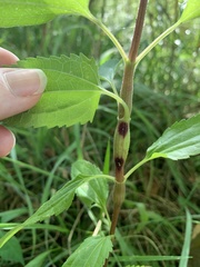 Neolasioptera perfoliata