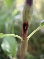 Neolasioptera perfoliata