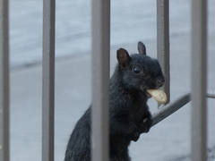 Sciurus carolinensis