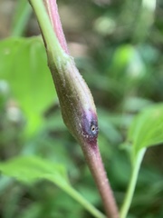 Neolasioptera perfoliata